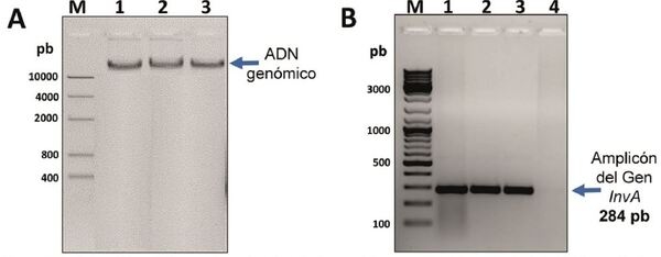 Caracterización genómica de una cepa de Salmonella enterica subsp. enterica serotipo Infantis, aislado en pollos procedentes de una granja del sur chico de Perú - Image 4