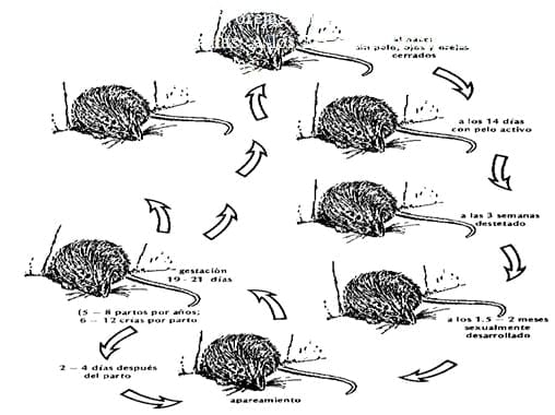 Biología y Control de Roedores - Image 6