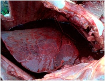 Hemotorax Neonatal Bovino - Image 1