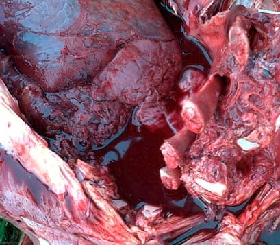 Hemotorax Neonatal Bovino - Image 3