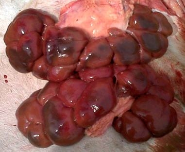 Hemotorax Neonatal Bovino - Image 2