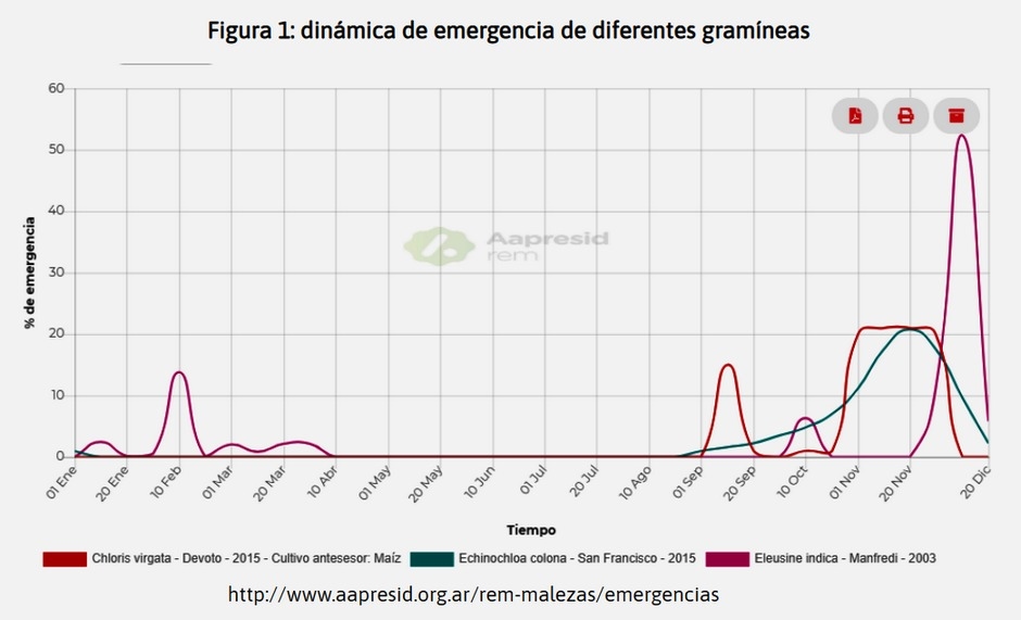 Manejo de gramíneas de verano en soja y maíz - Image 2