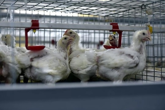 La aplicación de ácido biliar para resolver la sobrealimentación de pollos de engorde - Image 1