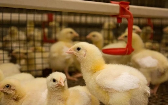 La aplicación de ácido biliar para resolver la sobrealimentación de pollos de engorde - Image 2