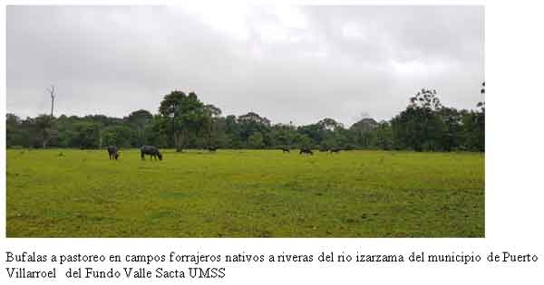 Revalorización y socializacion de las bondades ecológicas de búfalo de agua y como alternativa de ganaderia sustentable y resiliente frente al cambio climático - Image 16