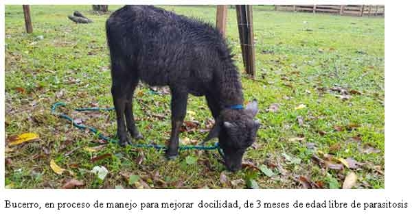 Revalorización y socializacion de las bondades ecológicas de búfalo de agua y como alternativa de ganaderia sustentable y resiliente frente al cambio climático - Image 17
