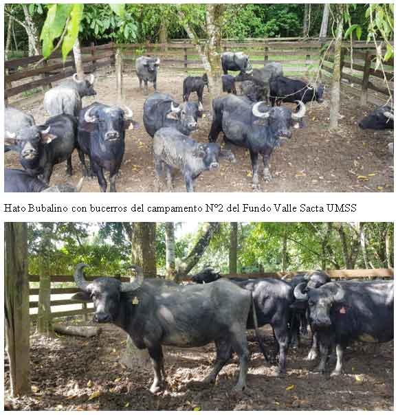 Revalorización y socializacion de las bondades ecológicas de búfalo de agua y como alternativa de ganaderia sustentable y resiliente frente al cambio climático - Image 4