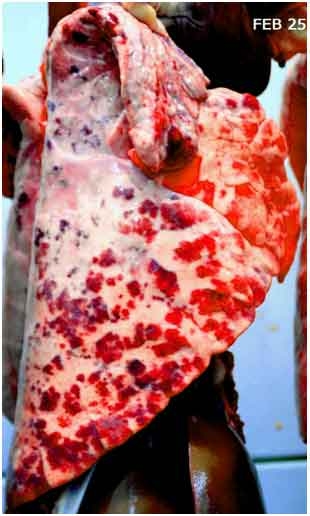 Meta-análisis del efecto de la tiamulina sobre la ganancia diaria de peso en cerdos positivos a Mycoplasma Hyopneumoniae - Image 1