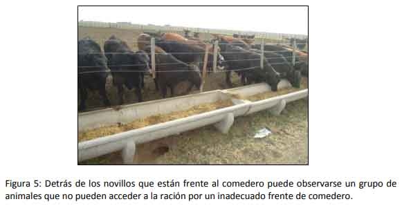 Implementar buenas prácticas mejora la rentabilidad del engorde a corral - Image 5