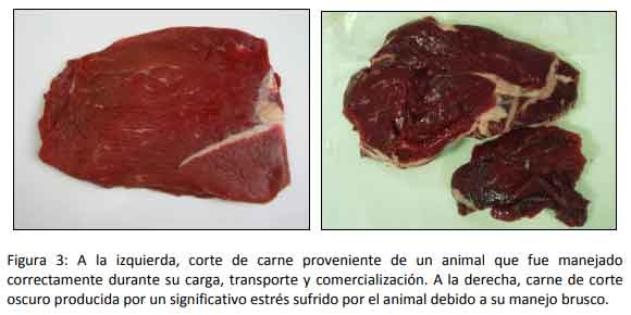 Implementar buenas prácticas mejora la rentabilidad del engorde a corral - Image 3