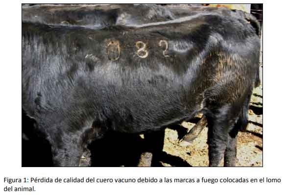 Implementar buenas prácticas mejora la rentabilidad del engorde a corral - Image 1