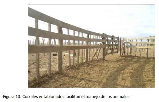 Implementar buenas prácticas mejora la rentabilidad del engorde a corral - Image 11