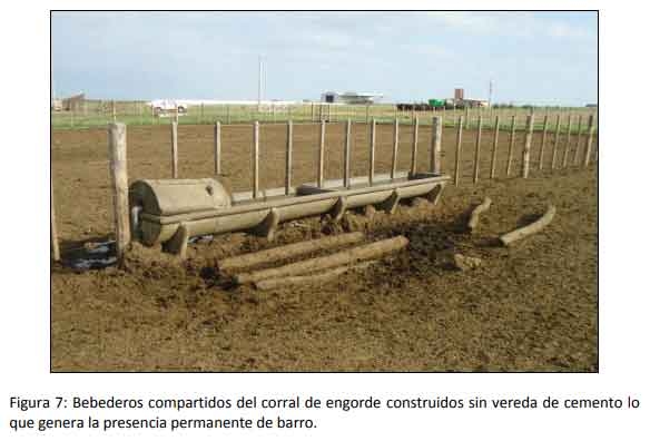 Implementar buenas prácticas mejora la rentabilidad del engorde a corral - Image 7