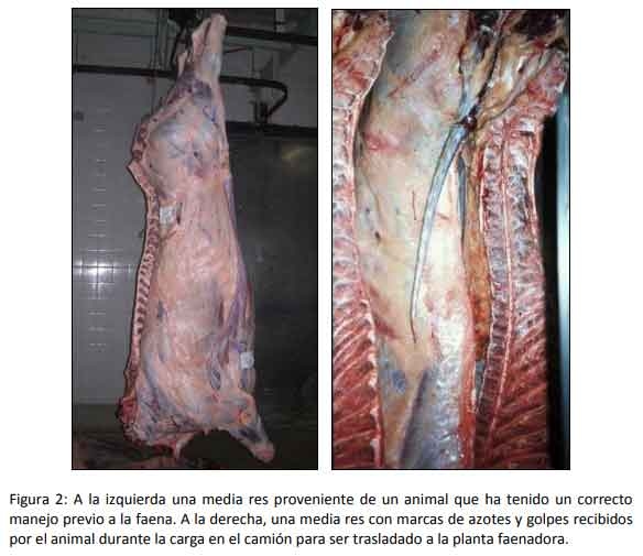 Implementar buenas prácticas mejora la rentabilidad del engorde a corral - Image 2