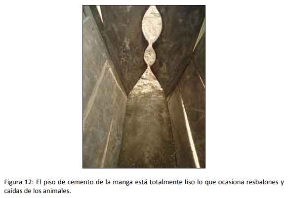 Implementar buenas prácticas mejora la rentabilidad del engorde a corral - Image 13