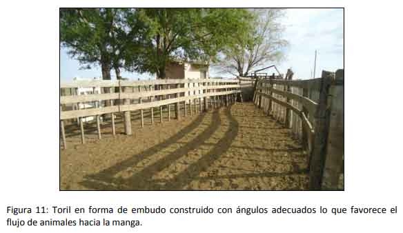 Implementar buenas prácticas mejora la rentabilidad del engorde a corral - Image 12