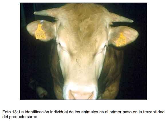 Cómo ofrecer al mercado animales con buena calidad de res y carne - Image 15