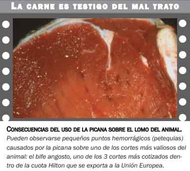 En Argentina, por mal trato a la hacienda, en el negocio: Se pierden 200 Mill de dólares al año - Image 1