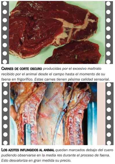 En Argentina, por mal trato a la hacienda, en el negocio: Se pierden 200 Mill de dólares al año - Image 2