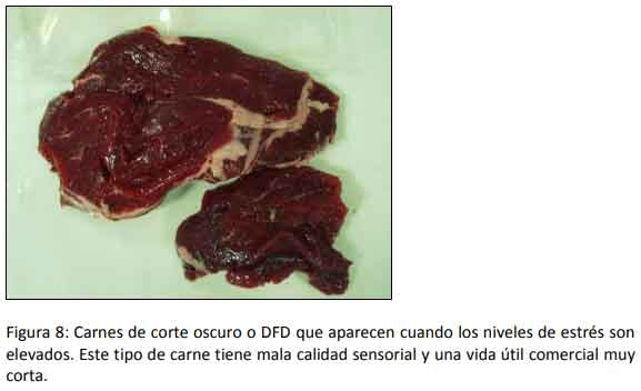 Cómo impacta el bienestar animal en el feedlot: el maltrato provoca costos ocultos desde el ingreso de los animales a la explotación hasta el momento de su faena (parte 1) - Image 8