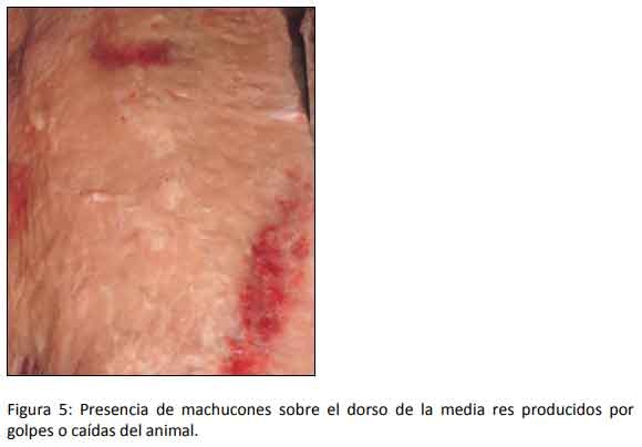 Cómo impacta el bienestar animal en el feedlot: el maltrato provoca costos ocultos desde el ingreso de los animales a la explotación hasta el momento de su faena (parte 1) - Image 5
