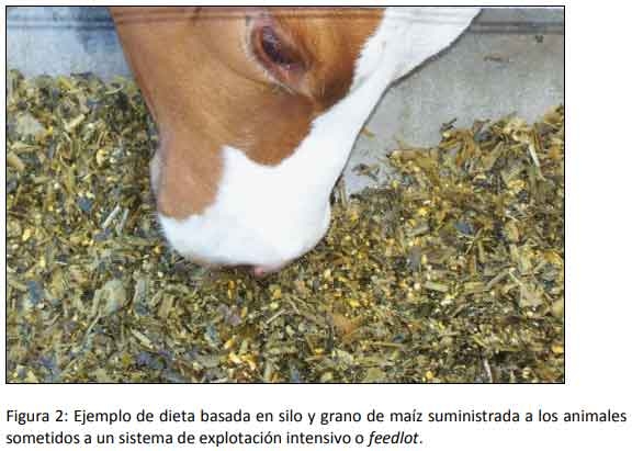 Cómo impacta el bienestar animal en el feedlot: el maltrato provoca costos ocultos desde el ingreso de los animales a la explotación hasta el momento de su faena (parte 1) - Image 2
