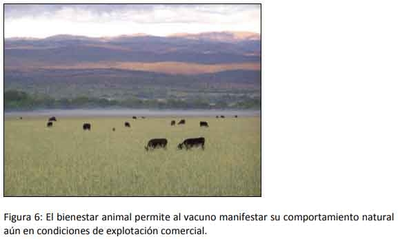 Cómo impacta el bienestar animal en el feedlot: el maltrato provoca costos ocultos desde el ingreso de los animales a la explotación hasta el momento de su faena (parte 1) - Image 6