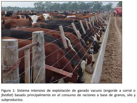 Cómo impacta el bienestar animal en el feedlot: el maltrato provoca costos ocultos desde el ingreso de los animales a la explotación hasta el momento de su faena (parte 1) - Image 1