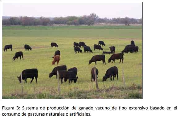 Cómo impacta el bienestar animal en el feedlot: el maltrato provoca costos ocultos desde el ingreso de los animales a la explotación hasta el momento de su faena (parte 1) - Image 3