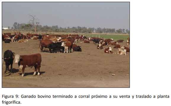 Cómo impacta el bienestar animal en el feedlot: el maltrato provoca costos ocultos desde el ingreso de los animales a la explotación hasta el momento de su faena (parte 1) - Image 9