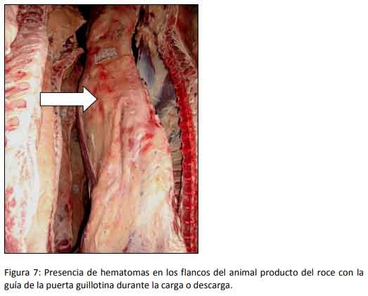 Cómo impacta el bienestar animal en el feedlot: el maltrato provoca costos ocultos desde el ingreso de los animales a la explotación hasta el momento de su faena (parte 2) - Image 7