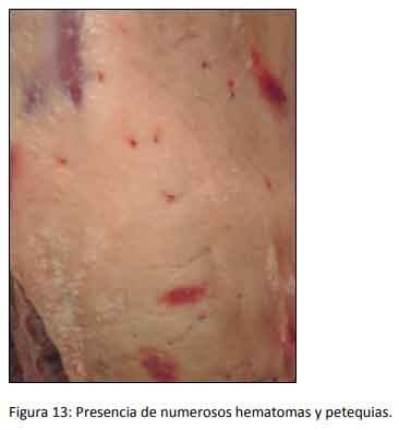 Cómo impacta el bienestar animal en el feedlot: el maltrato provoca costos ocultos desde el ingreso de los animales a la explotación hasta el momento de su faena (parte 2) - Image 13