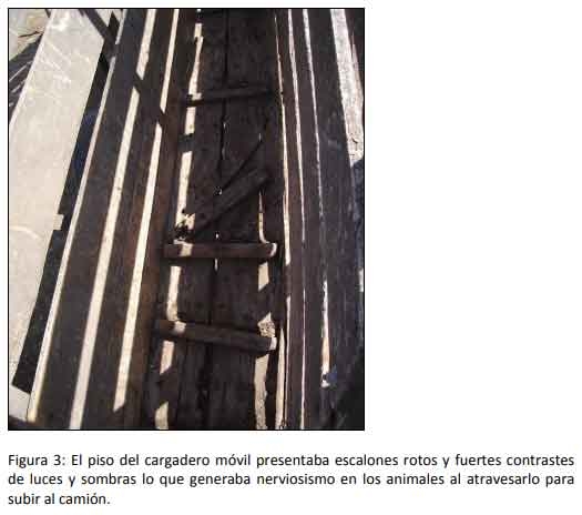 Cómo impacta el bienestar animal en el feedlot: el maltrato provoca costos ocultos desde el ingreso de los animales a la explotación hasta el momento de su faena (parte 2) - Image 3