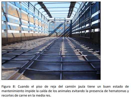 Cómo impacta el bienestar animal en el feedlot: el maltrato provoca costos ocultos desde el ingreso de los animales a la explotación hasta el momento de su faena (parte 2) - Image 8