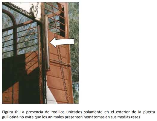 Cómo impacta el bienestar animal en el feedlot: el maltrato provoca costos ocultos desde el ingreso de los animales a la explotación hasta el momento de su faena (parte 2) - Image 6