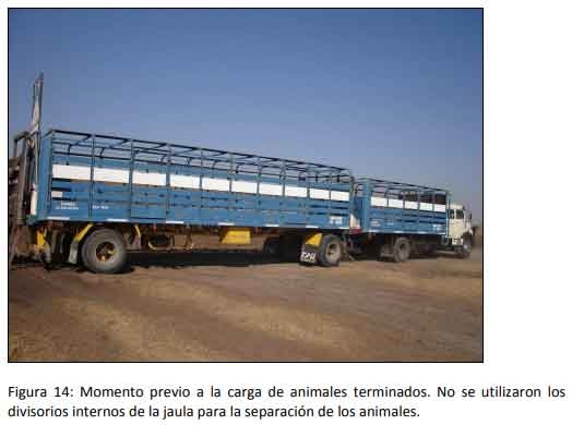 Cómo impacta el bienestar animal en el feedlot: el maltrato provoca costos ocultos desde el ingreso de los animales a la explotación hasta el momento de su faena (parte 2) - Image 14