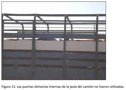 Cómo impacta el bienestar animal en el feedlot: el maltrato provoca costos ocultos desde el ingreso de los animales a la explotación hasta el momento de su faena (parte 2) - Image 11