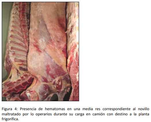 Cómo impacta el bienestar animal en el feedlot: el maltrato provoca costos ocultos desde el ingreso de los animales a la explotación hasta el momento de su faena (parte 2) - Image 4