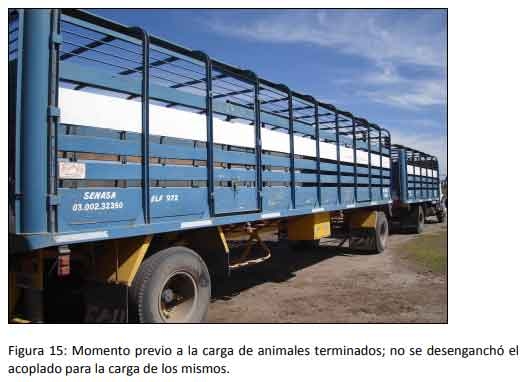 Cómo impacta el bienestar animal en el feedlot: el maltrato provoca costos ocultos desde el ingreso de los animales a la explotación hasta el momento de su faena (parte 2) - Image 15