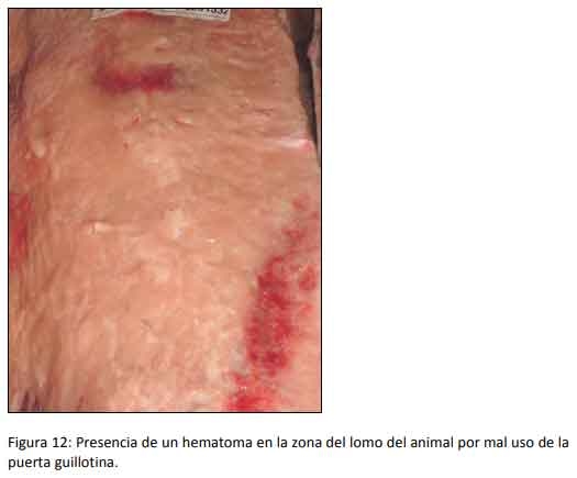 Cómo impacta el bienestar animal en el feedlot: el maltrato provoca costos ocultos desde el ingreso de los animales a la explotación hasta el momento de su faena (parte 2) - Image 12