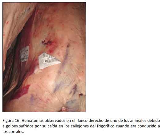 Cómo impacta el bienestar animal en el feedlot: el maltrato provoca costos ocultos desde el ingreso de los animales a la explotación hasta el momento de su faena (parte 2) - Image 16