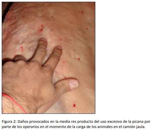 Cómo impacta el bienestar animal en el feedlot: el maltrato provoca costos ocultos desde el ingreso de los animales a la explotación hasta el momento de su faena (parte 2) - Image 2