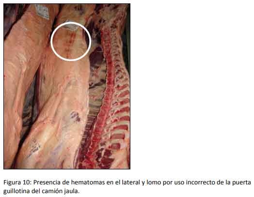 Cómo impacta el bienestar animal en el feedlot: el maltrato provoca costos ocultos desde el ingreso de los animales a la explotación hasta el momento de su faena (parte 2) - Image 10