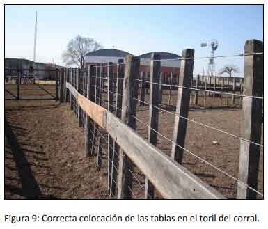 Cómo impacta el bienestar animal en el feedlot: el maltrato provoca costos ocultos desde el ingreso de los animales a la explotación hasta el momento de su faena (parte 2) - Image 9