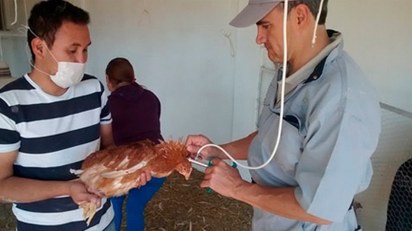 Preguntas frecuentes sobre el manejo en la Avicultura Orgánica - Image 2