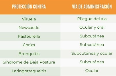 Preguntas frecuentes sobre el manejo en la Avicultura Orgánica - Image 1