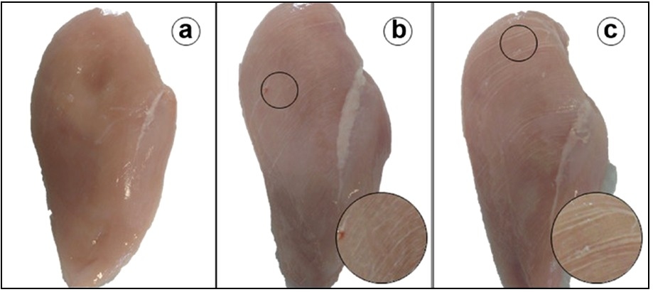 Principales miopatías que afectan la calidad de carcasa en broilers - Image 3