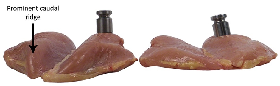 Principales miopatías que afectan la calidad de carcasa en broilers - Image 1