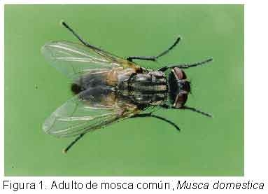 Monitoreo de moscas en galpones de gallinas ponedoras - Image 1