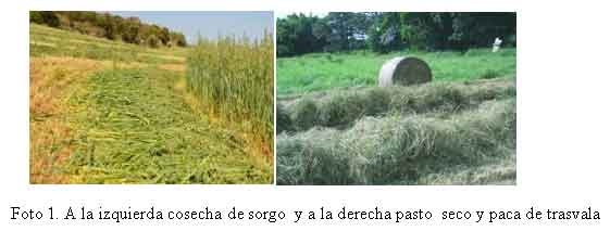 Asociatividad en la Gestión del Agua para la Ganadería - Image 1